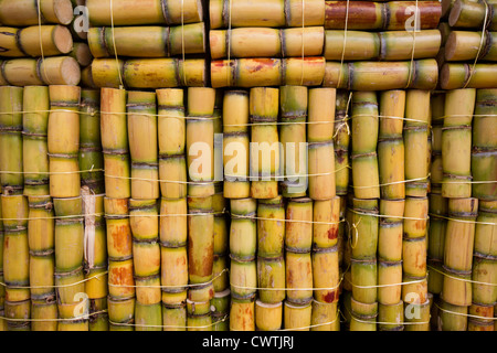 Bundles of sugarcane ready to eat Stock Photo