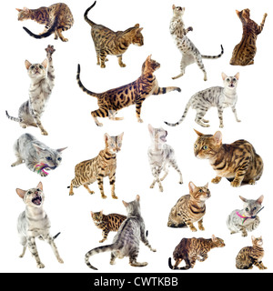 group of purebred bengal cats on a white background Stock Photo