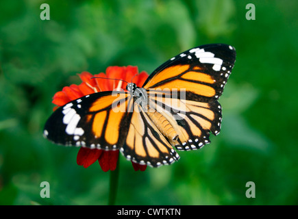 Top Side Angle Closeup View of butterfly on flower at Garden in India.Striped Tiger Butterfly (Danaus genutia) Stretching Wings Stock Photo