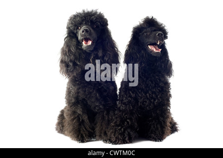 beautiful purebred toy poodles in front of a white background Stock Photo