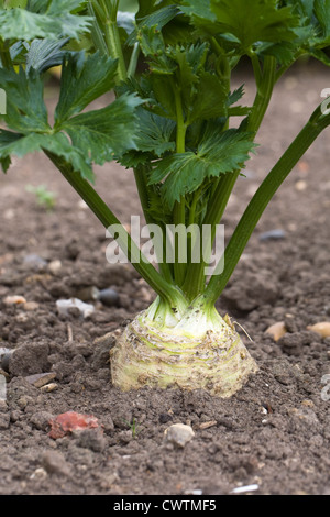 Apium graveolens var. rapaceum. Celeriac 'Prinz' growing in a vegetable garden. Stock Photo