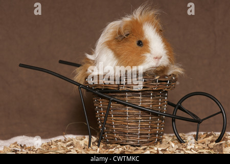 guinea pig pram
