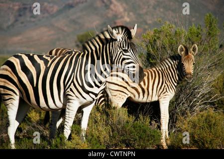 Two Zebras South of Cape Town, Western Cape, South Africa Stock Photo