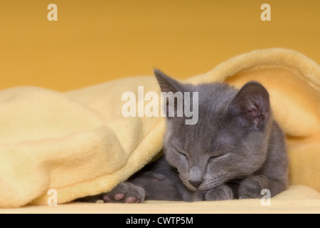 young Russian blue Stock Photo