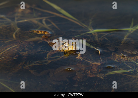 American toads spawning