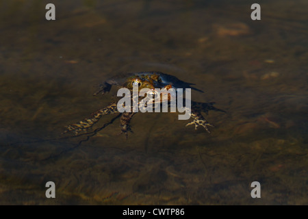 American toads spawning