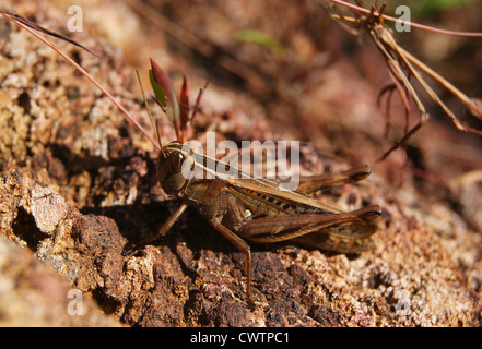 Melanoplus Spretus, Rocky Mountain Locust Stock Photo: 75332349 - Alamy