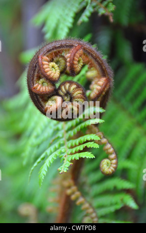 New Zealand giant Silver Fern. The Koru is the Maori word for the spiral shape of a new unfurling giant silver fern frond. Stock Photo