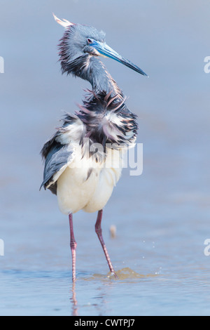 Close up comical tri-colored Heron Stock Photo