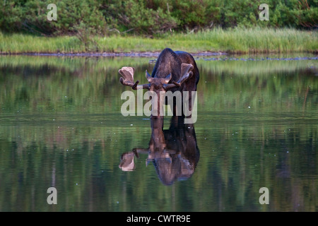 Bull Moose drinking in Fishercap Lake in the Many Glacier region of Glacier National Park. Stock Photo