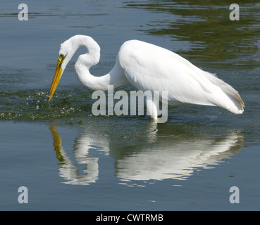 Great white egret  fishing in lake with fish in mouth Stock Photo