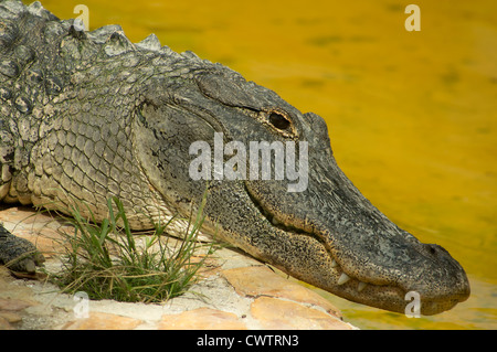 American alligator in the Florida Everglades Stock Photo