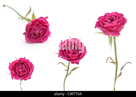 Pink rose closeup set isolated on white Stock Photo