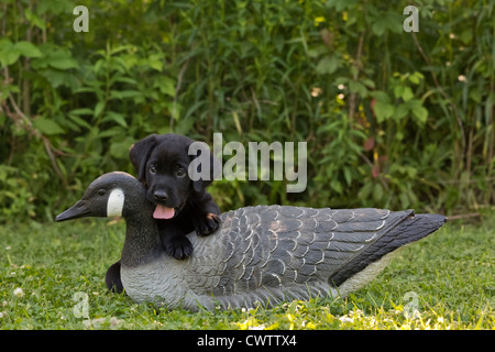 Black Labrador puppy and goose decoy Stock Photo