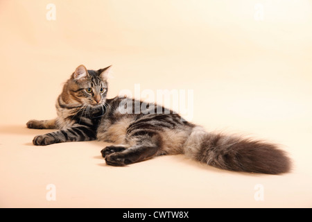 Norwegische Waldkatze / Norwegian Forest Cat Stock Photo