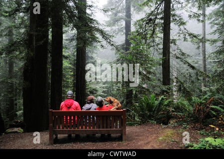 Family of three with dog sitting under tallest trees in the world, the Giant Sequoias in Redwood forests of Northern California Stock Photo