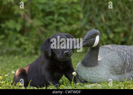 Black Labrador puppy and goose decoy Stock Photo