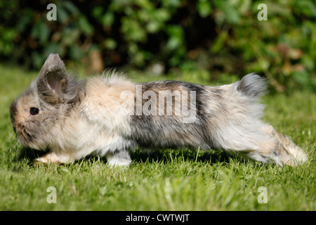 Zwergkaninchen / pygmy bunny Stock Photo