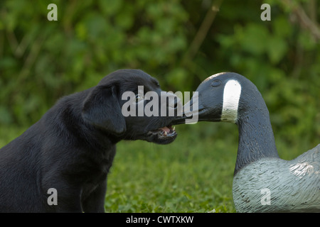 Black Labrador puppy and goose decoy Stock Photo