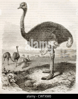 Ostrich Stock Photo