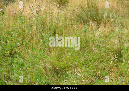 Patch of rough grassland, wild grasses, with field thistles / Cirsium arvense and juncus rush present in the background. Stock Photo