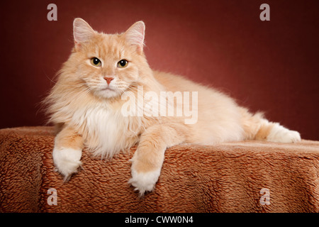 liegende Sibirische Katze / lying Siberian Cat Stock Photo