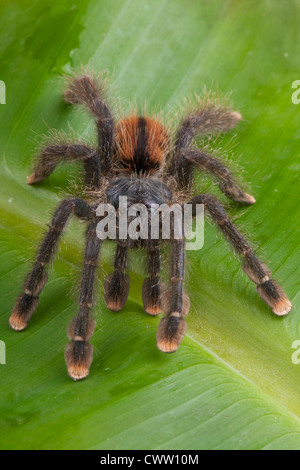 Pinktoe tarantula / Avicularia avicularia Stock Photo