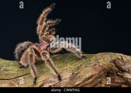 Tarantula attacking / Avicularia urticans Stock Photo