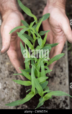 Man holding sweetcorn plants Stock Photo