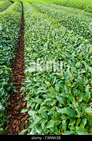 Beautiful fresh green tea plantation at Nihondaira, Shizuoka - Japan Stock Photo