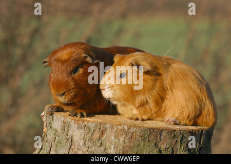 guinea pig Stock Photo