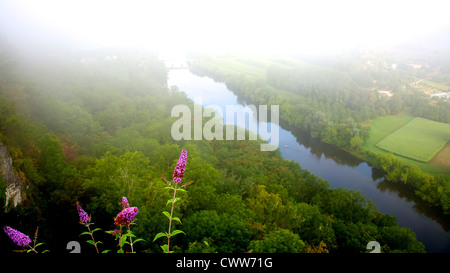 Buddleia growing on a cliffside of the Vallee de la Dordogne in the early morning mist and sun in August Stock Photo