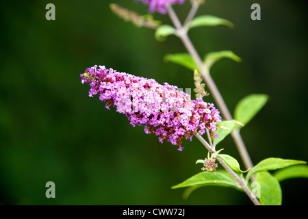 Buddleia growing on a cliffside of the Vallee de la Dordogne at Domme in the early morning sun in August Stock Photo