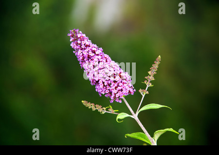 Buddleia growing on a cliffside of the Vallee de la Dordogne at Domme in the early morning sun in August Stock Photo