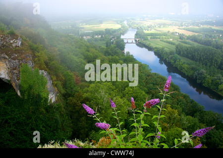 Buddleia growing on a cliffside of the Vallee de la Dordogne at Domme in the early morning mist and sun in August Stock Photo