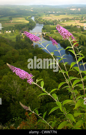 Buddleia growing on a cliffside of the Vallee de la Dordogne in the early morning mist and sun in August Stock Photo