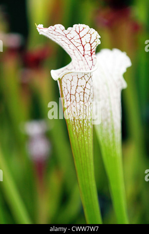 Sarracenia leucophylla,North American pitcher plant. Stock Photo