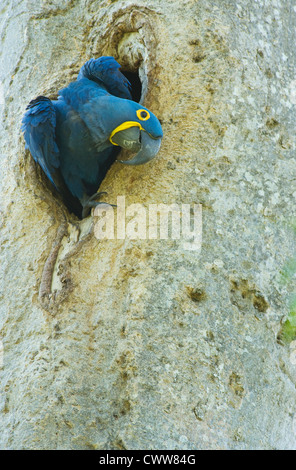 Hyacinth Macaw (Anodorhynchus hyacinthinus) Emerging from nest hole, Pantanal, Brazil Stock Photo