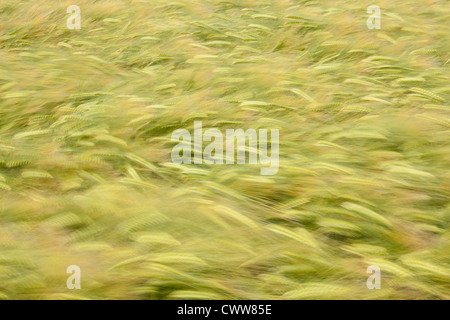 Field of ripening barley, Nottinghamshire. Long exposure Stock Photo