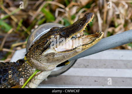 Young American Alligator (Alligator mississippiensis) being captured using a snare pole in Central Florida Stock Photo