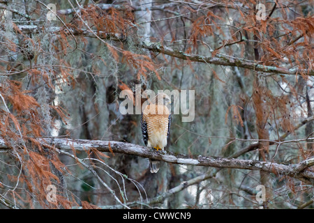 Adult Red Shouldered Hawk perched on tree branch in wooded area of Central Florida Stock Photo