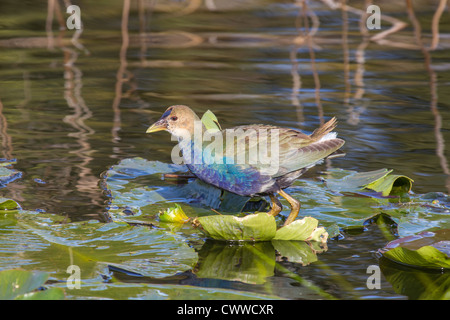 Juvenile American Purple Gallinule standing on lily pads at park in Leesburg, Florida Stock Photo