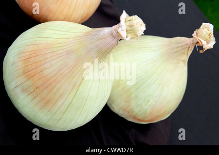 View of two onions viewed at an slightly angled aspect set against a black background. Stock Photo
