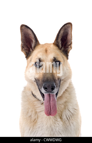 Vertical headshot of a panting German Shepherd on a 255 white background. Stock Photo