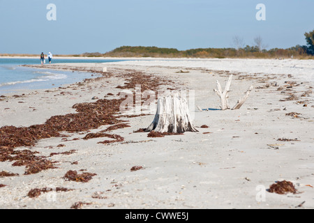 Dead tree stumps and roots along coast line in Fort De Soto county park in Tierra Verde, Florida Stock Photo