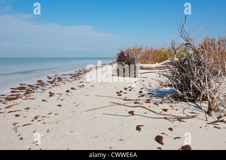 Trees uprooted from erosion along coast line in Fort De Soto county park in Tierra Verde, Florida Stock Photo