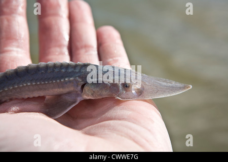 Sturgeon fish in a net for transplanting for the winter. Stock