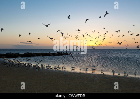 A flock of seagulls feeding on Fort Island Gulf Beach at low tide near Crystal River, Florida Stock Photo