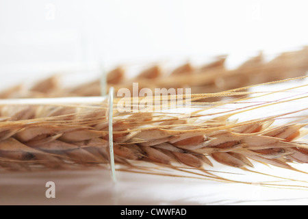 Close up of wheat stalks in test tube Stock Photo