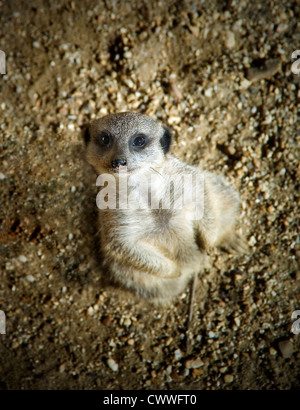 Meerkat looks up at you Stock Photo